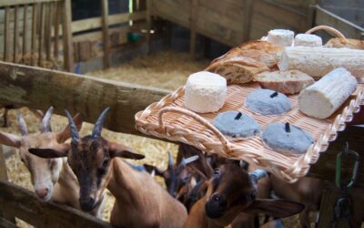 Rencontre producteurs : Les chèvres de Brassenx